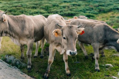 Pirenelerdeki gri inekler. Yüksek kalite fotoğraf