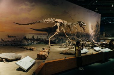 DRUMHELLER, ALBERTA - Mayıs 2022 - Triceratops kendini savunmaya hazırlanıyor, Royal Tyrrell Müzesi. Yüksek kalite fotoğraf