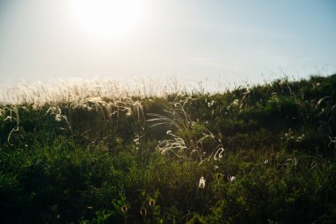 Bir yaz gününde uzun otlar. Yüksek kalite fotoğraf