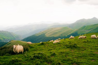 Pireneler Ulusal Parkı, Pireneler Atlantik, Fransa 'nın otlaklarında koyun sürüsü. Yüksek kalite fotoğraf