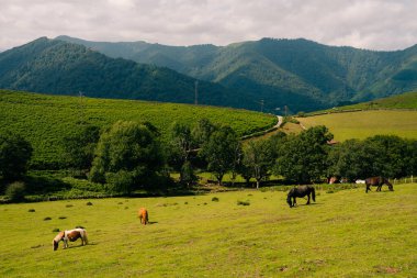 Fransa 'nın Bask Bölgesi' ndeki Pireneler Dağları 'ndaki kırsal bölge. Yüksek kalite fotoğraf