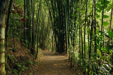Tropikal yağmur ormanlarındaki bambu ağacı manzarası, Hawaii. Yüksek kalite fotoğraf