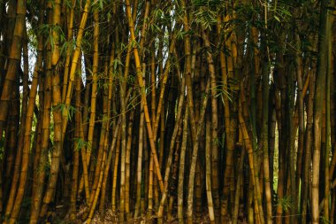 Tropikal yağmur ormanlarındaki bambu ağacı manzarası, Hawaii. Yüksek kalite fotoğraf