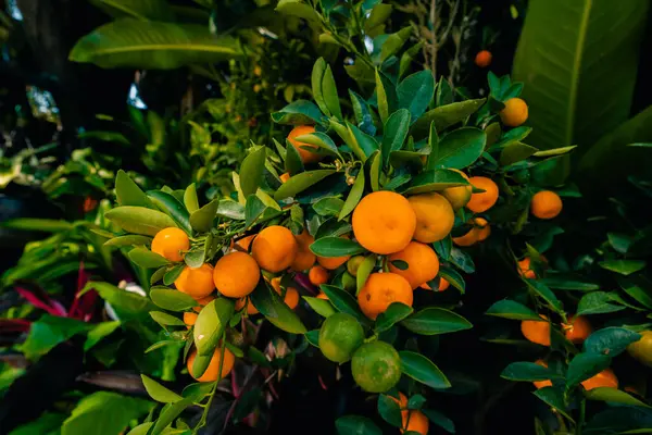small orange clementine mandarin tangerine in fruit tree orchard. High quality photo