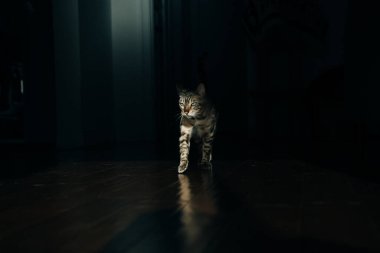 Güzel Bengal kedisi. Hayvan portresi. Oyuncu kedi. Bengal kedisi yerde yatıyor. - Evet. Yüksek kalite fotoğraf