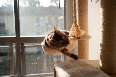 Güzel Bengal kedisi. Hayvan portresi. Oyuncu kedi. Bengal kedisi yerde yatıyor. - Evet. Yüksek kalite fotoğraf