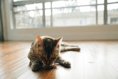 Güzel Bengal kedisi. Hayvan portresi. Oyuncu kedi. Bengal kedisi yerde yatıyor. - Evet. Yüksek kalite fotoğraf