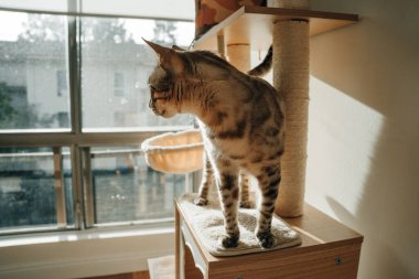 Güzel Bengal kedisi. Hayvan portresi. Oyuncu kedi. Bengal kedisi yerde yatıyor. - Evet. Yüksek kalite fotoğraf