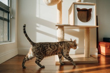 Güzel Bengal kedisi. Hayvan portresi. Oyuncu kedi. Bengal kedisi yerde yatıyor. - Evet. Yüksek kalite fotoğraf