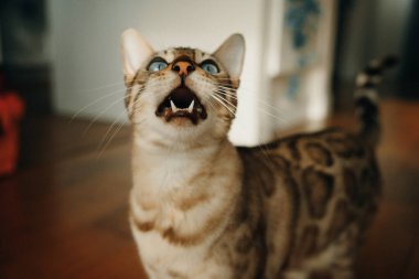 Güzel Bengal kedisi. Hayvan portresi. Oyuncu kedi. Bengal kedisi yerde yatıyor. - Evet. Yüksek kalite fotoğraf