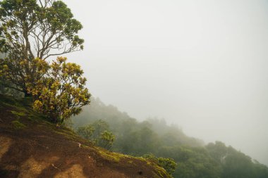 Kalalau Gözcüsü, Kalalau Vadisi üzerindeki manzaralı panoramalar için popüler bir gözcü noktası. Yüksek kalite fotoğraf
