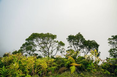 Sisli bıçaklı Kalalau Vadisi ve Hawaii, Kauai 'deki Pasifik Okyanusu' na manzaralı bir bakış açısı. Yüksek kalite fotoğraf