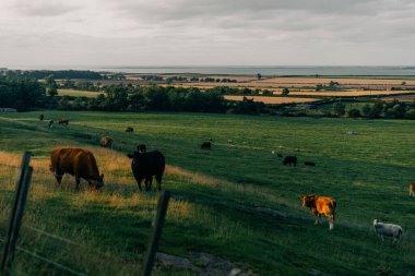 İngiltere 'deki çayırlarda inekler. Yüksek kalite fotoğraf