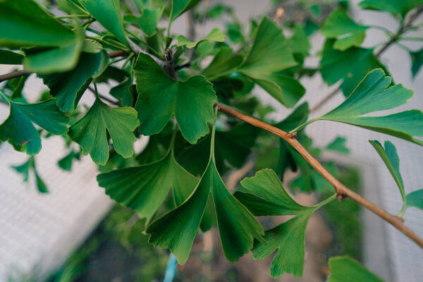 Зеленый гинко билоба листья. Высокое качество фото