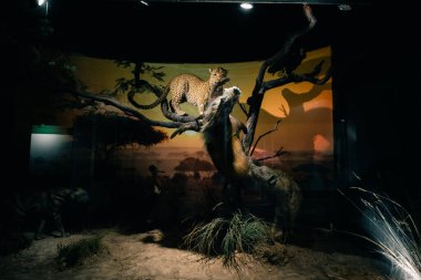 BUENOS AIRES, 9 Mart 2023 Doğa Bilimleri Müzesi 'nde sergiler. Yüksek kalite fotoğraf