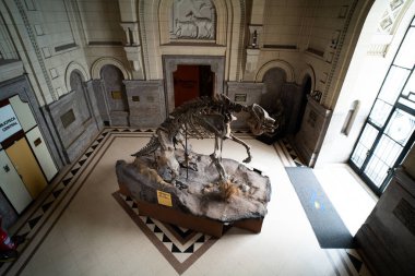 BUENOS AIRES, 9 Mart 2023 Doğa Bilimleri Müzesi 'nde sergiler. Yüksek kalite fotoğraf