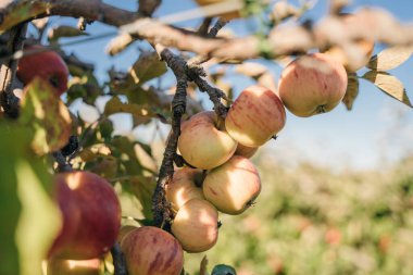 Massachusetts, ABD 'deki bir elma çiftliğinde kırmızı elmalar. Yüksek kalite fotoğraf