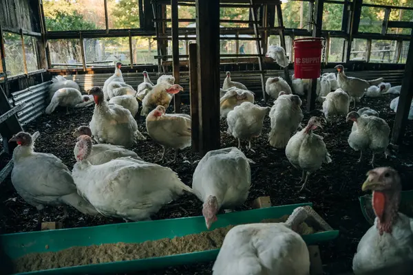 Beltsville Small turkeys in the barn. High quality photo