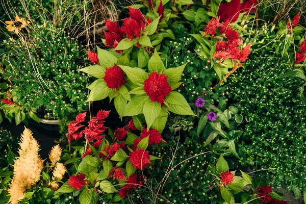 庭の羽のセロシア植物の明るい赤い花頭 高品質の写真 ロイヤリティフリーのストック画像