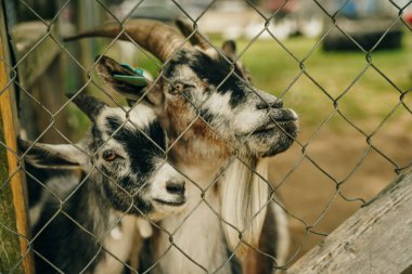 Küçük kahverengi bir keçiye yaklaş. Yüksek kalite fotoğraf