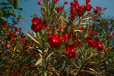 Parlak kırmızı zakkum çiçekleri güneşe yaklaşır. Yüksek kalite fotoğraf