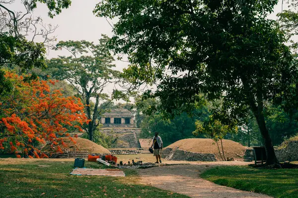 Palenque, Chiapas, Meksika 'daki Maya harabeleri. Yüksek kalite fotoğraf