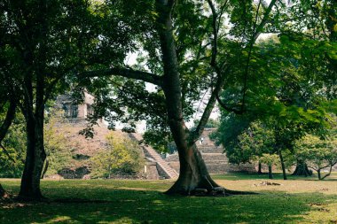Palenque, Chiapas, Meksika 'daki Maya harabeleri. Yüksek kalite fotoğraf