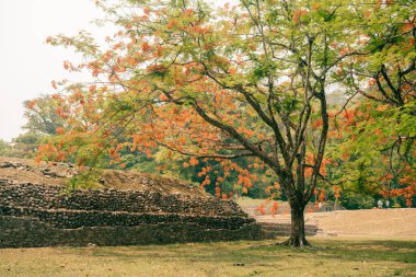 Palenque, Chiapas, Meksika 'daki Maya harabeleri. Yüksek kalite fotoğraf