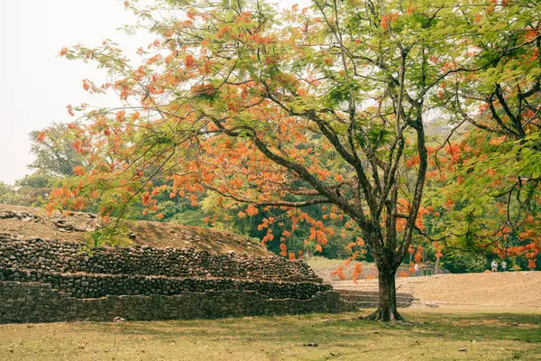 Palenque, Chiapas, Meksika 'daki Maya harabeleri. Yüksek kalite fotoğraf