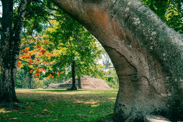Palenque, Chiapas, Meksika 'daki Maya harabeleri. Yüksek kalite fotoğraf