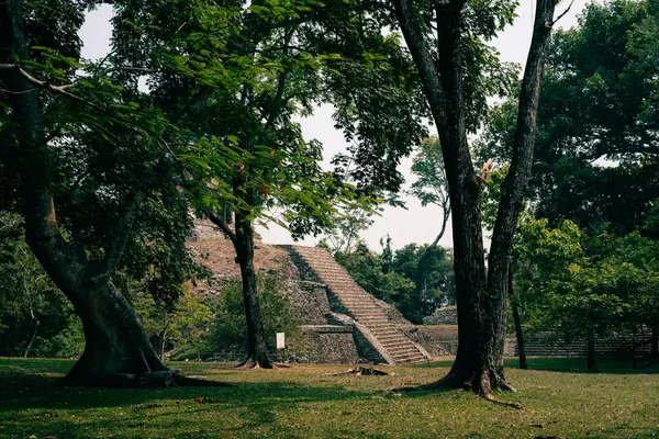 Palenque, Chiapas, Meksika 'daki Maya harabeleri. Yüksek kalite fotoğraf