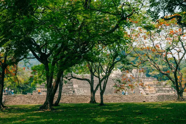 Palenque, Chiapas, Meksika 'daki Maya harabeleri. Yüksek kalite fotoğraf