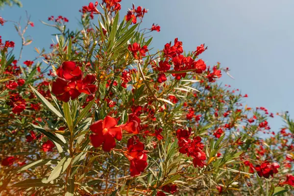 Parlak kırmızı zakkum çiçekleri güneşe yaklaşır. Yüksek kalite fotoğraf