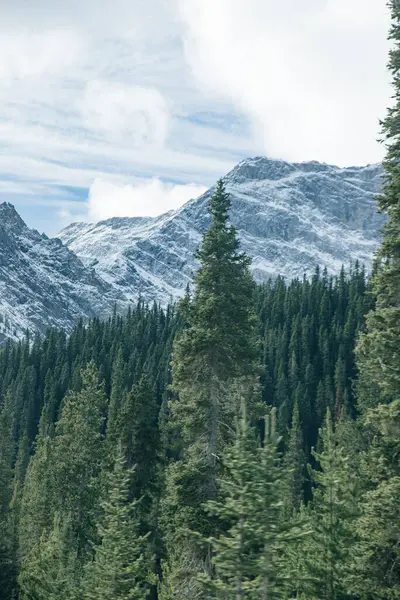 Banff Ulusal Parkı, Kanada 'da büyük ladin ağaçları. Yüksek kalite fotoğraf