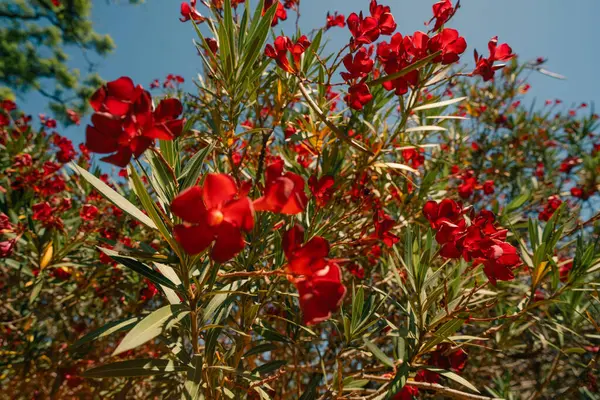 Parlak kırmızı zakkum çiçekleri güneşe yaklaşır. Yüksek kalite fotoğraf