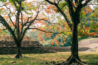 Palenque, Chiapas, Meksika 'daki Maya harabeleri. Yüksek kalite fotoğraf