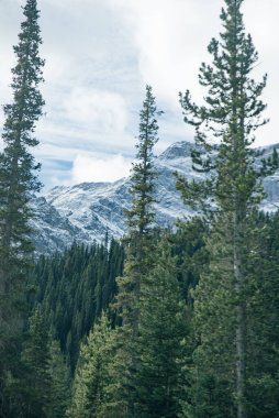 Banff Ulusal Parkı, Kanada 'da büyük ladin ağaçları. Yüksek kalite fotoğraf