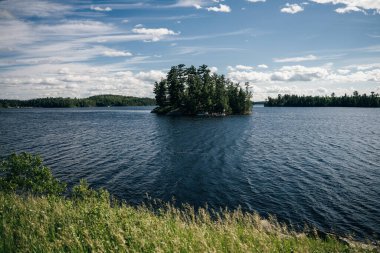 Büyük Ayı Yağmur Ormanı Kanada. Yüksek kalite fotoğraf