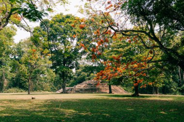Palenque, Chiapas, Meksika 'daki Maya harabeleri. Yüksek kalite fotoğraf