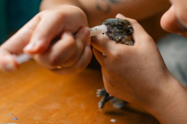 Şırıngadan süt içen bir yavru sincap. Yüksek kalite fotoğraf