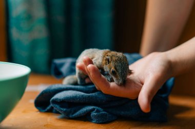 girl holding a little squirrel in her hand. High quality photo clipart