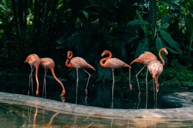 Ormanda bir grup pembe flamingo. Yüksek kalite fotoğraf