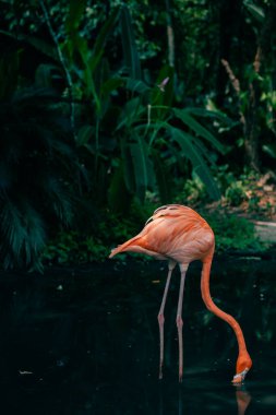 Ormanda bir flamingo. Yüksek kalite fotoğraf