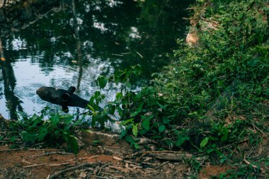 Tapir suya düştü. Güney Amerika tapie Tapirus terrestris. Yüksek kalite fotoğraf