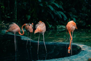Ormanda bir grup pembe flamingo. Yüksek kalite fotoğraf