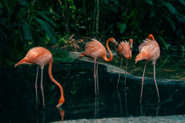 Ormanda bir grup pembe flamingo. Yüksek kalite fotoğraf