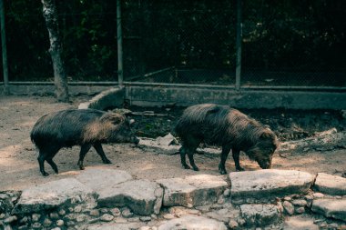 Meksika 'da beyaz dudaklı Peccary Tayassu pecari. Yüksek kalite fotoğraf