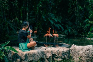 Turistler ormanda bir grup pembe flamingo arıyor. Meksika - Mayıs 2023. Yüksek kalite fotoğraf