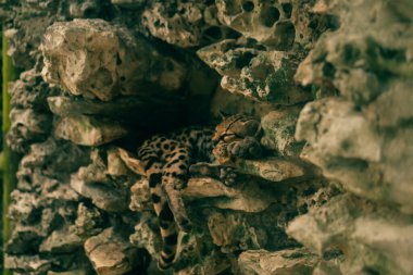 Geoffroy kedisi Leopardus Geoffroyi kayanın üzerinde yatıyor. Yüksek kalite fotoğraf