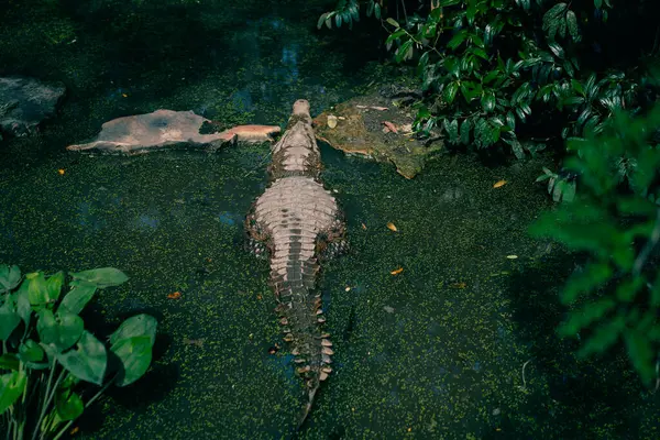 Blick Auf Einen Alligatorkopf Grünen Wasser Hochwertiges Foto Stockfoto